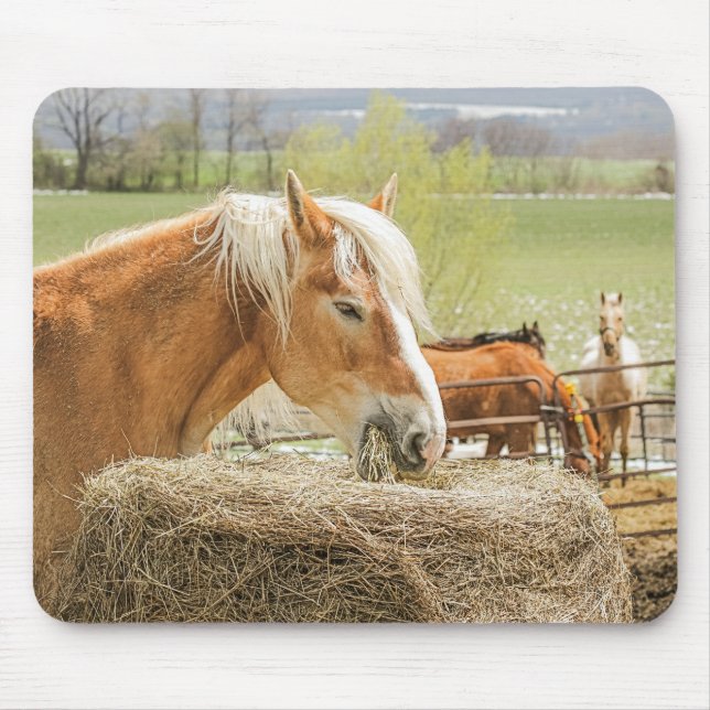 Bauernhofpferd beim Kauen von Heu Mousepad (Vorne)