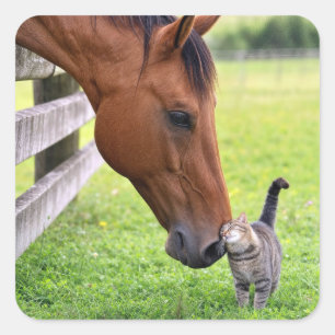 Bauernhofpferd mit getigerter Katze Quadratischer Aufkleber
