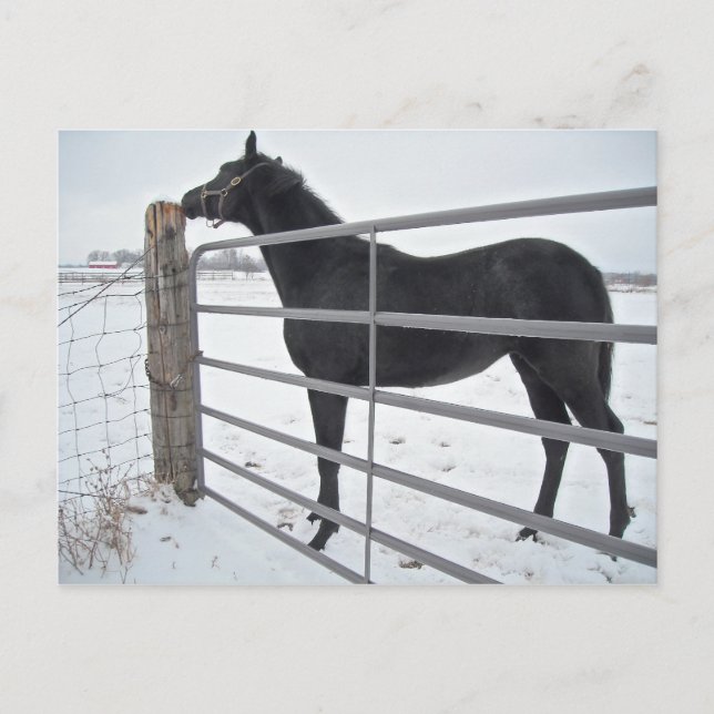 Bauernpferd Postkarte (Vorderseite)