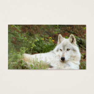 Bauholz oder grauer Wolf