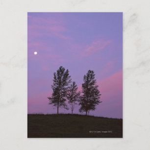 Baum 2 postkarte