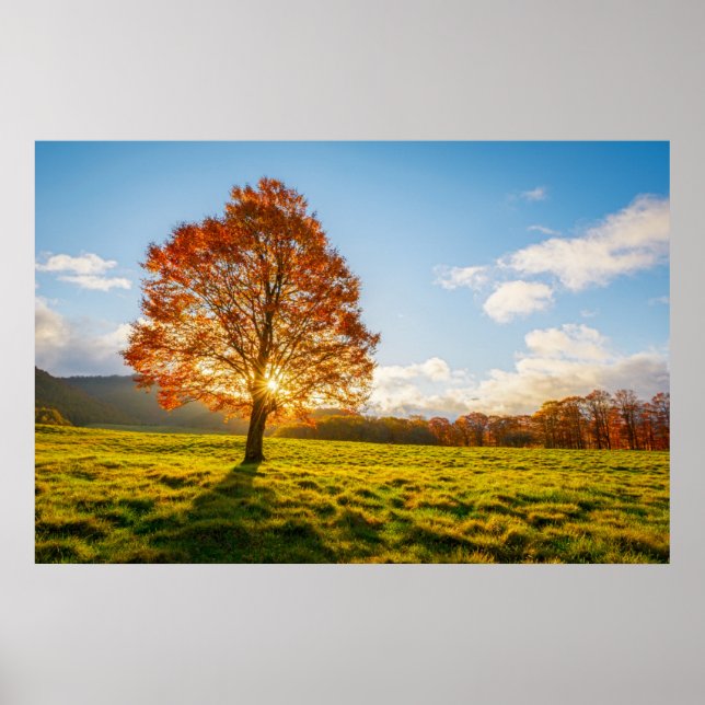 Baum am Feuer Poster (Vorne)