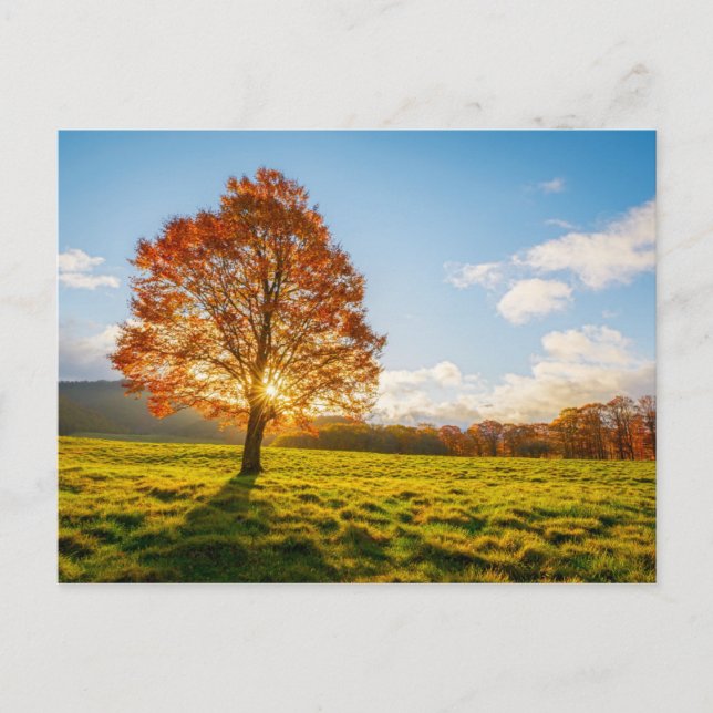 Baum am Feuer Postkarte (Vorderseite)