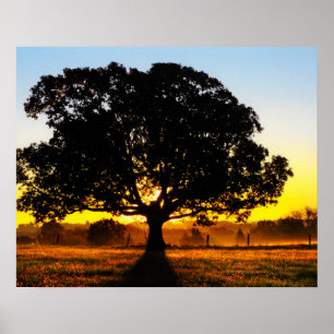 Baum am Morgen Poster