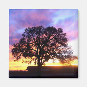 Baum am Sonnenuntergang-Magneten Magnet