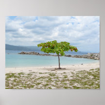 BAUM AM STRAND VON JAMAICA