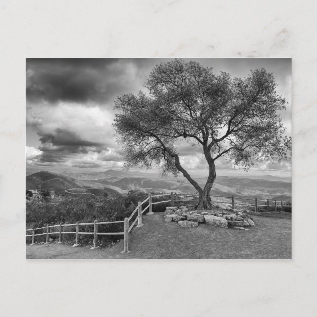 Baum auf dem Hügel Postkarte (Vorderseite)