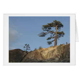 Baum auf Ridge östlich des Kibbie See-Ausgangs