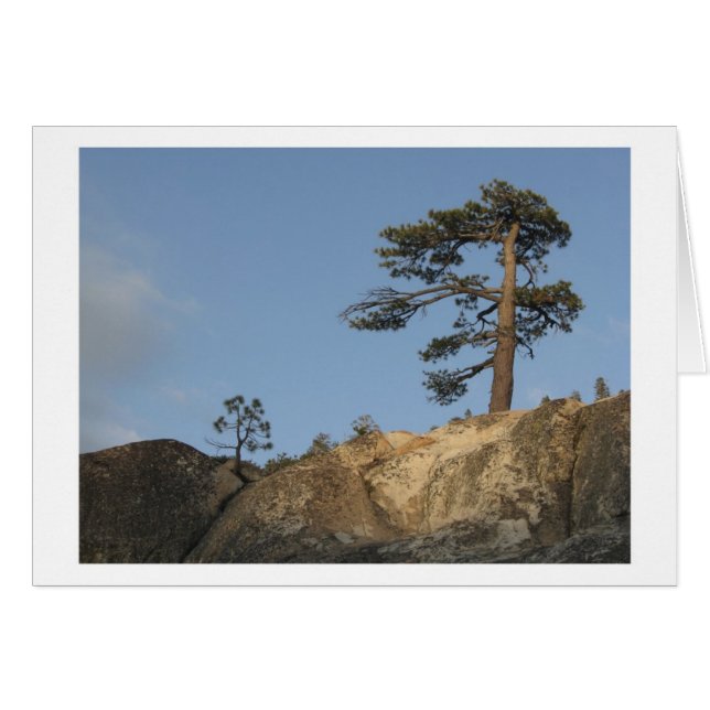 Baum auf Ridge östlich des Kibbie See-Ausgangs (Vorderseite (Horizontal))