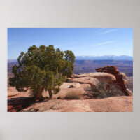 Baum aus roten Felsen II in Canyonlands