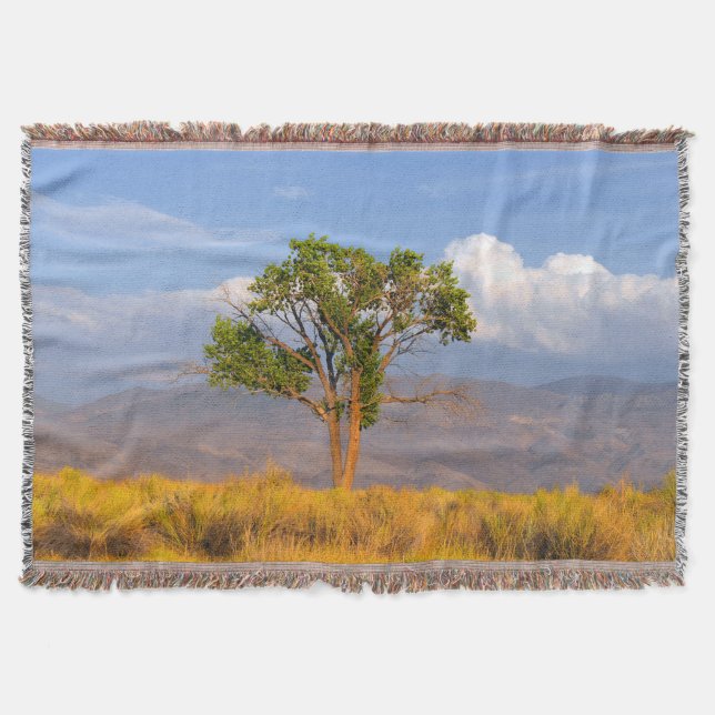 Baum Decke (Vorderseite)