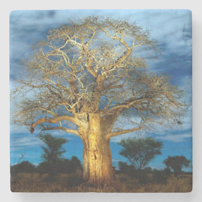 Baum des Baobab-(Adansonia) leuchten durch den Steinuntersetzer (Vorderseite)
