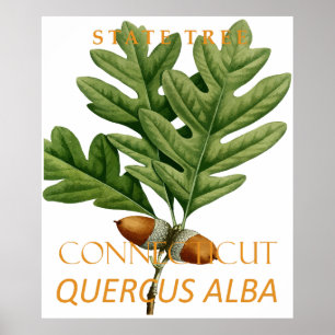 Baum des Connecticut-Territoriums Die Weißeiche Poster