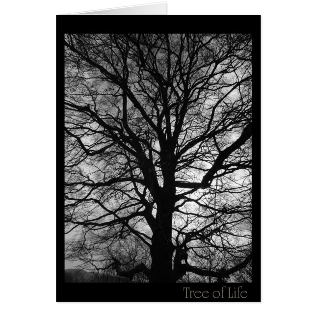 Baum des Lebens - nicht nur für Baumhugger (Vorne)