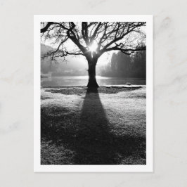 Baum des Lichts: Derwentwater, Cumbria Postkarte