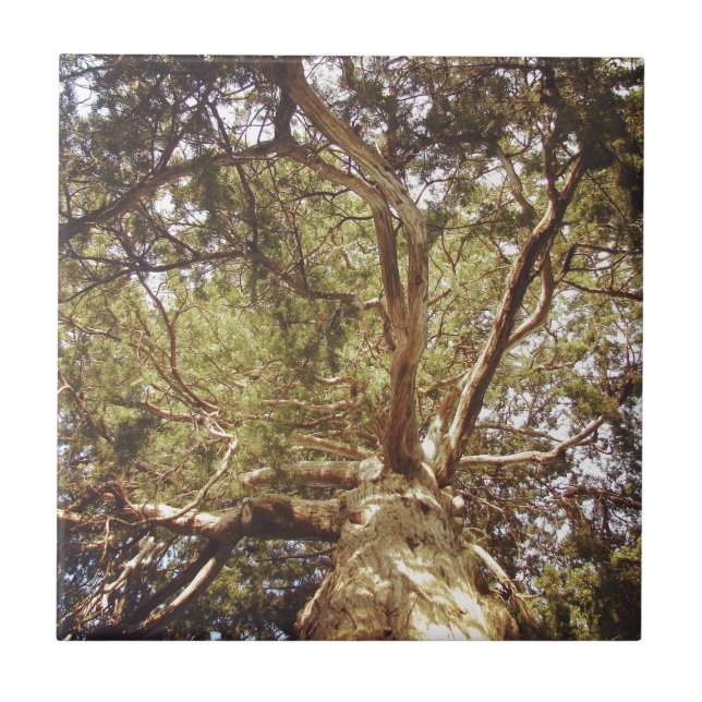 Baum Fliese (Vorderseite)