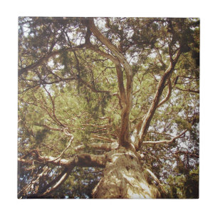 Baum Fliese