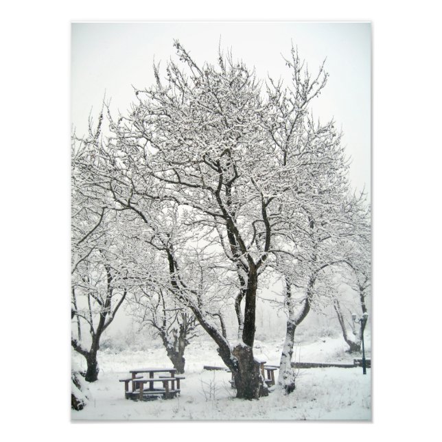 Baum Fotodruck (Vorne)