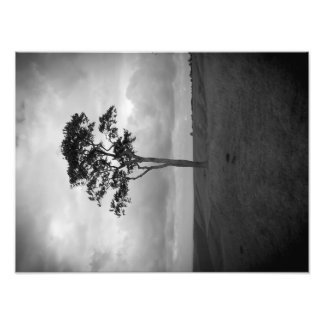 Baum Fotodruck