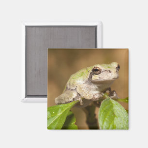 Baum Frog auf Verzweigung Magnet