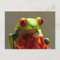 Baum Frog mit Roten Augen