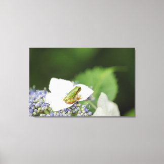Baum Frog sitzend auf einem Hydrangea, Hyogo Leinwanddruck