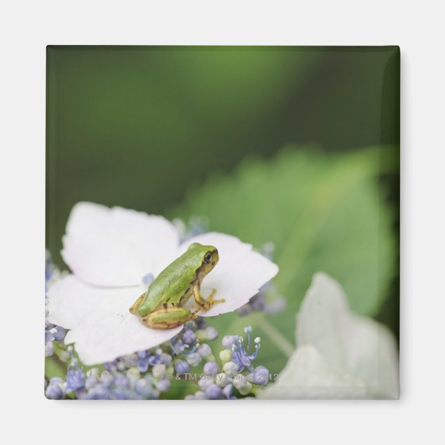 Baum Frog sitzend auf einem Hydrangea, Hyogo Magnet (Vorne)
