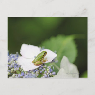 Baum Frog sitzend auf einem Hydrangea, Hyogo Postkarte