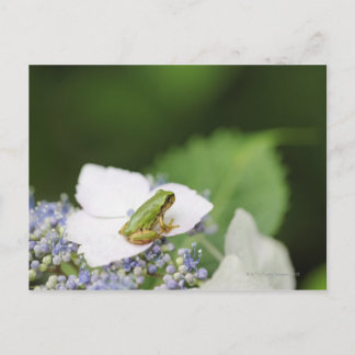Baum Frog sitzend auf einem Hydrangea, Hyogo Postkarte