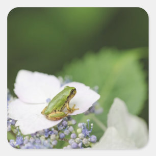Baum Frog sitzend auf einem Hydrangea, Hyogo Quadratischer Aufkleber