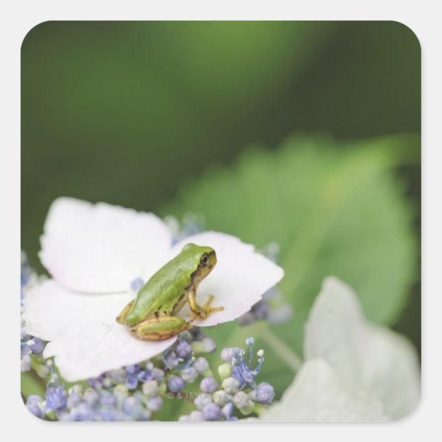 Baum Frog sitzend auf einem Hydrangea, Hyogo Quadratischer Aufkleber (Vorderseite)