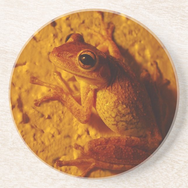 Baum Frog, Untersetzer (Vorne)