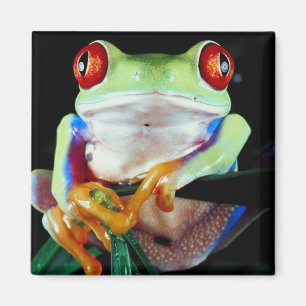 Baum-Frosch Magnet