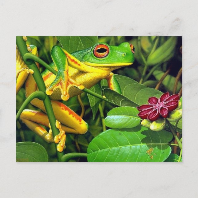 Baum-Frosch Postkarte (Vorderseite)