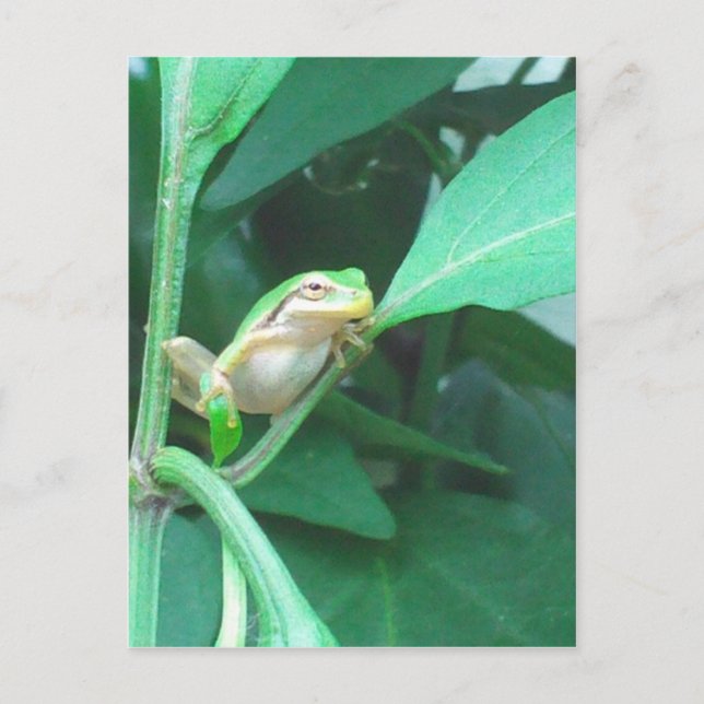 Baum-Frosch Postkarte (Vorderseite)