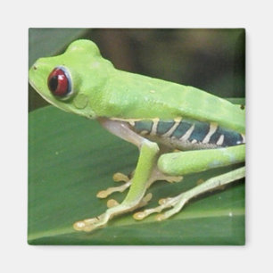 Baum-Frosch-Quadrat-Magnet Red Eyes grüner Magnet