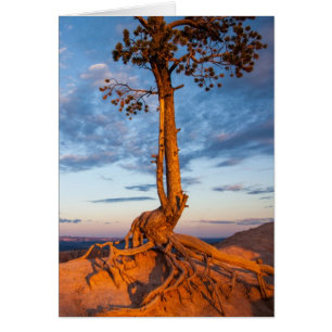 Baum haftet Leiste, Bryce Schlucht-Nationalpark an