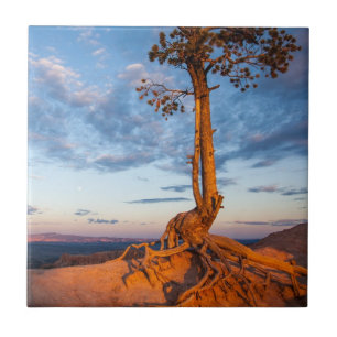 Baum haftet Leiste, Bryce Schlucht-Nationalpark an Fliese
