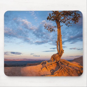 Baum haftet Leiste, Bryce Schlucht-Nationalpark an Mousepad