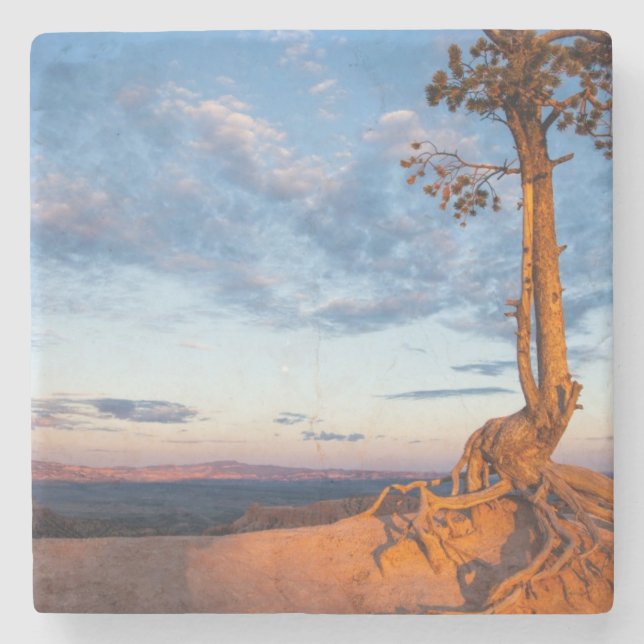 Baum haftet Leiste, Bryce Schlucht-Nationalpark an Steinuntersetzer (Vorderseite)