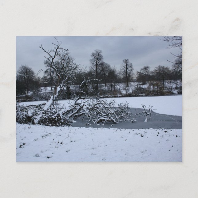 Baum hängt im Winter im Wasser Postkarte (Vorderseite)