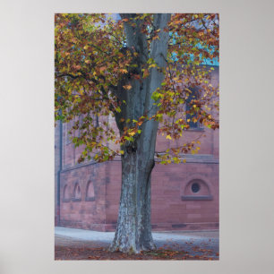 Baum im Dom-Park  Deutschland Poster