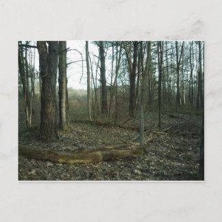 Baum im Grünen Postkarte