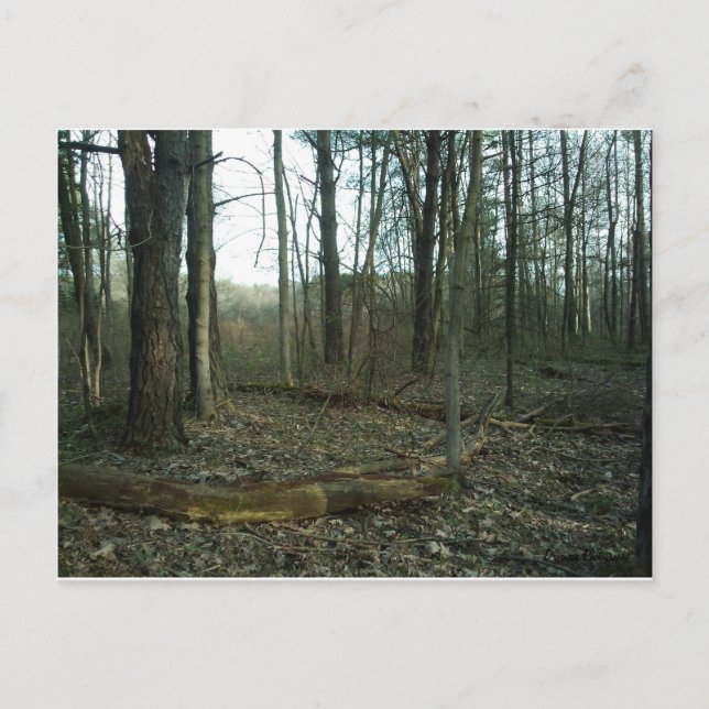 Baum im Grünen Postkarte (Vorderseite)