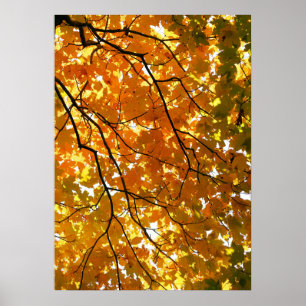 Baum im Herbst Poster