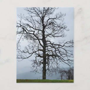 Baum im Nebel auf dem Blue Ridge Parkway Postkarte