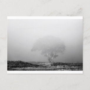 Baum im Nebel Postkarte