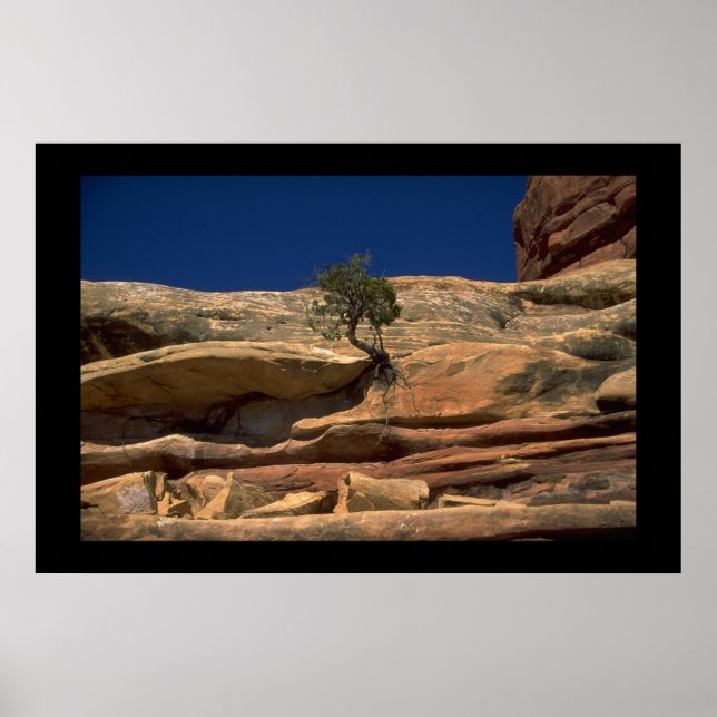 Baum in der Wand Poster (Vorne)