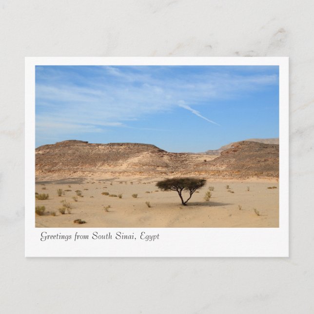 Baum in der Wüste, Südsinai, Ägypten Postkarte (Vorderseite)