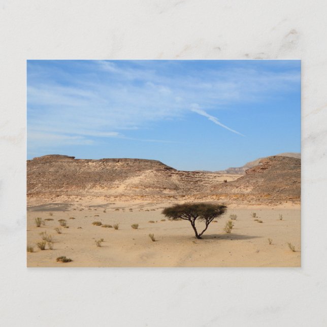 Baum in der Wüste, Südsinai, Ägypten Postkarte (Vorderseite)